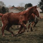 purebred horses running in paddock in ranch